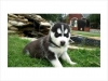  Male & Female Siberian Husky Puppies